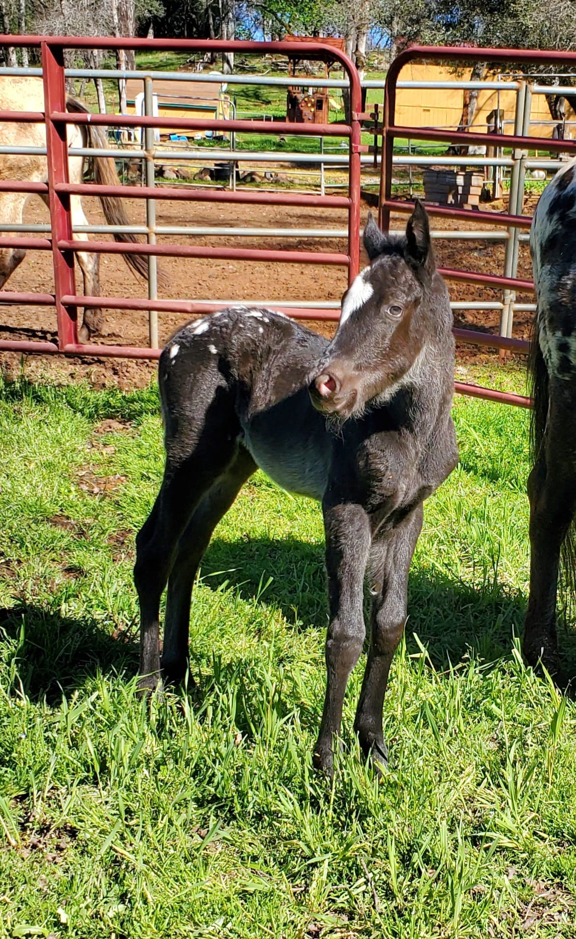 View BBAA Zetta Layla X MHS Honor theFallen April 2024 GAP 6 Foal