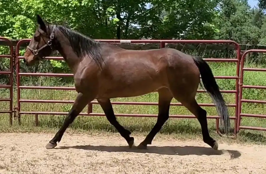 Ochoco Kaniksus Sue